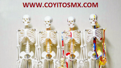 CoyitosMX - modelos anatomicos