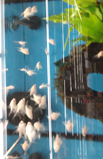 Pet Supply Store «Petco Animal Supplies», reviews and photos, 41 Narrows Shopping Center, Edwardsville, PA 18704, USA