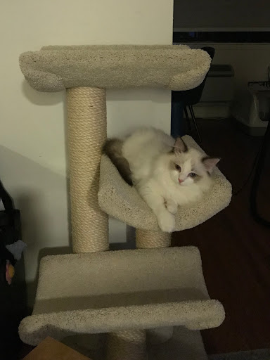 Furniture Store «Arubacat Cat Furniture», reviews and photos, 6 Puzzle Ln, Newton, NH 03858, USA