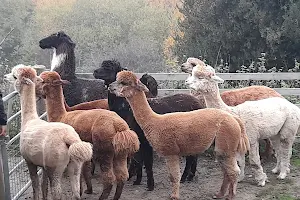 Holly Hagg Community Farm & Alpaca Treks image