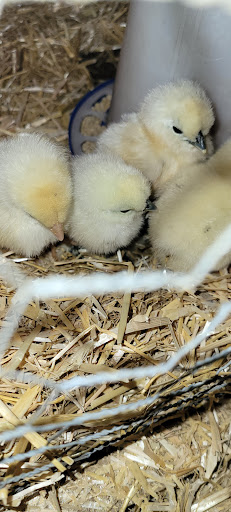 Home Improvement Store «Tractor Supply Co.», reviews and photos, 850 Symphony Ln, Tupelo, MS 38804, USA