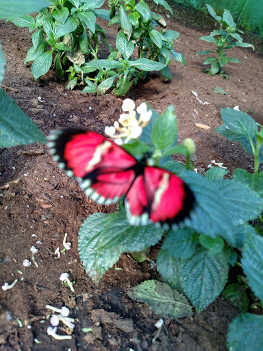 Garden «The Butterfly Place», reviews and photos, 120 Tyngsboro Rd, Westford, MA 01886, USA