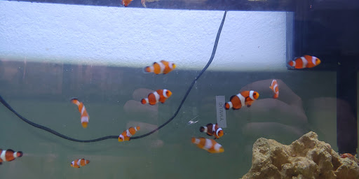 Pet Store «Island Pet Shop», reviews and photos, 55 Goodwin Dr # 102, Merritt Island, FL 32952, USA