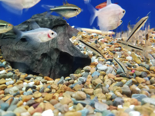 Pet Supply Store «Pet Bazaar», reviews and photos, 490 FL-436, Casselberry, FL 32707, USA