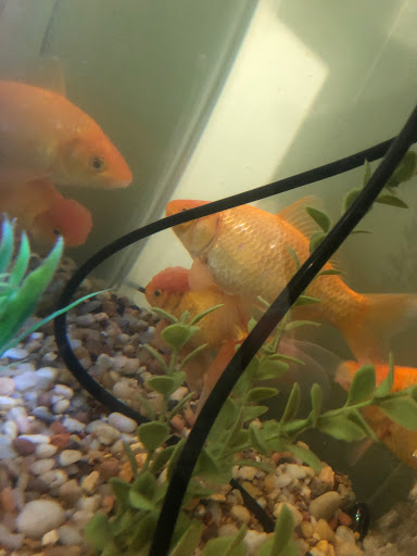 Pet Supply Store «Petco Animal Supplies», reviews and photos, 1410 N Loop 336 W, Conroe, TX 77304, USA