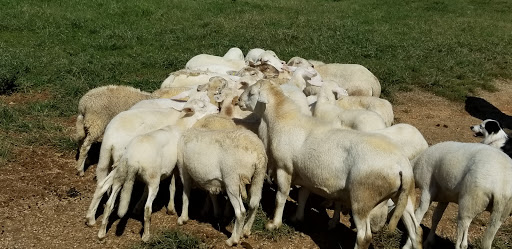 Zoo «Kentucky Down Under Adventure Zoo», reviews and photos, 3700 L and N Turnpike Rd, Horse Cave, KY 42749, USA