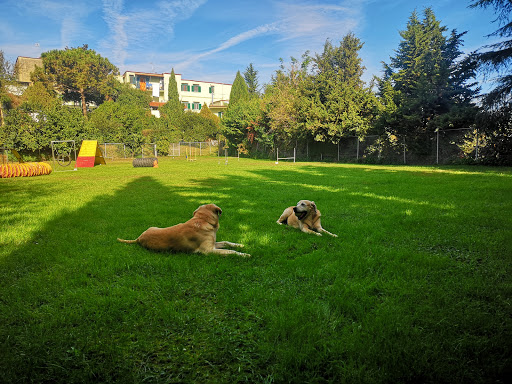 Pensioni per cani e dog hotel a Bau House di Domenico Esposito