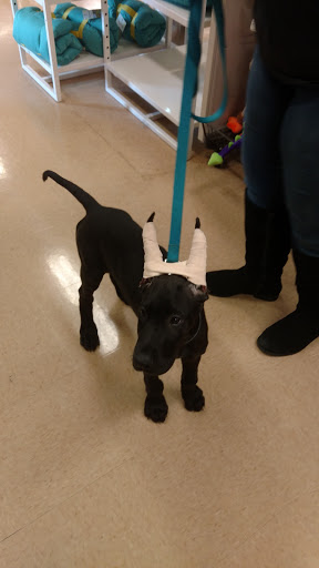 Pet Supply Store «Petco Animal Supplies», reviews and photos, 169 Brooklawn St, Farragut, TN 37934, USA