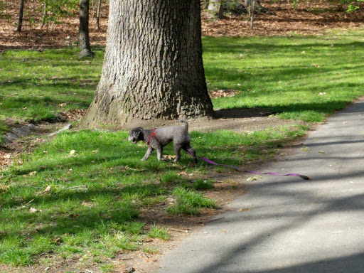 Park «Dorchester Park», reviews and photos, 2180 Dorchester Ave, Dorchester, MA 02124, USA