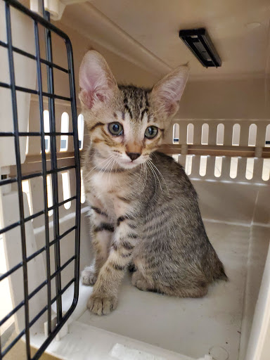 Pet Supply Store «Unleashed by Petco», reviews and photos, 600 Redondo Ave, Long Beach, CA 90814, USA