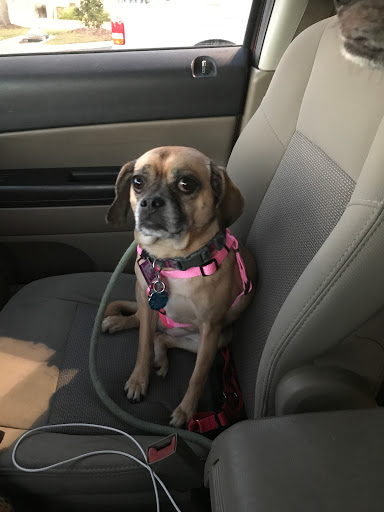 Pet Supply Store «Pet Supermarket», reviews and photos, 7822 Gall Blvd, Zephyrhills, FL 33541, USA