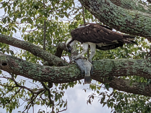 Golf Course «Buffalo Creek Golf Course», reviews and photos, 8100 69th St E, Palmetto, FL 34221, USA
