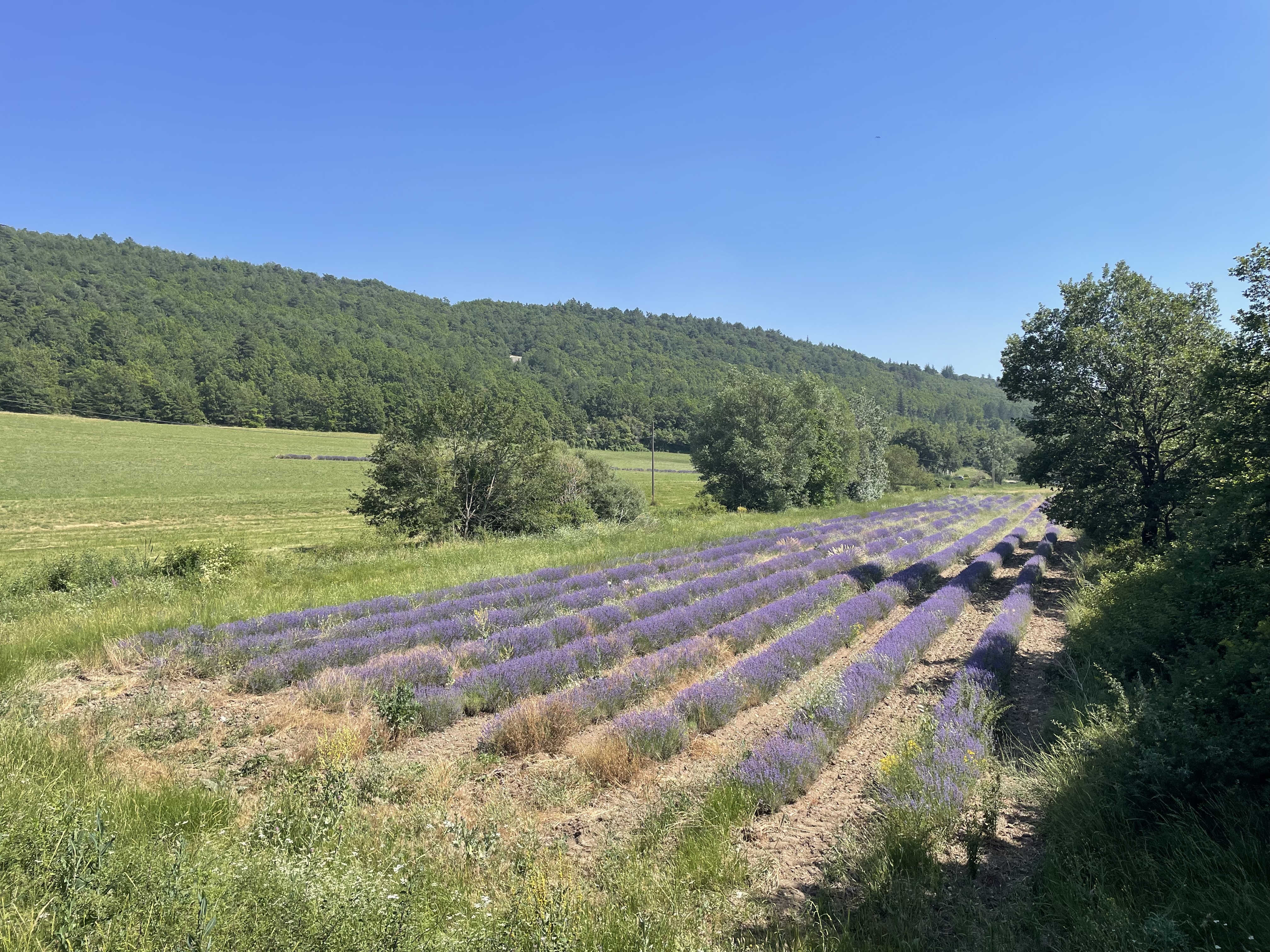 Photo n° 1 de l'avis de Dafna.a fait le 10/07/2023 à 18:22