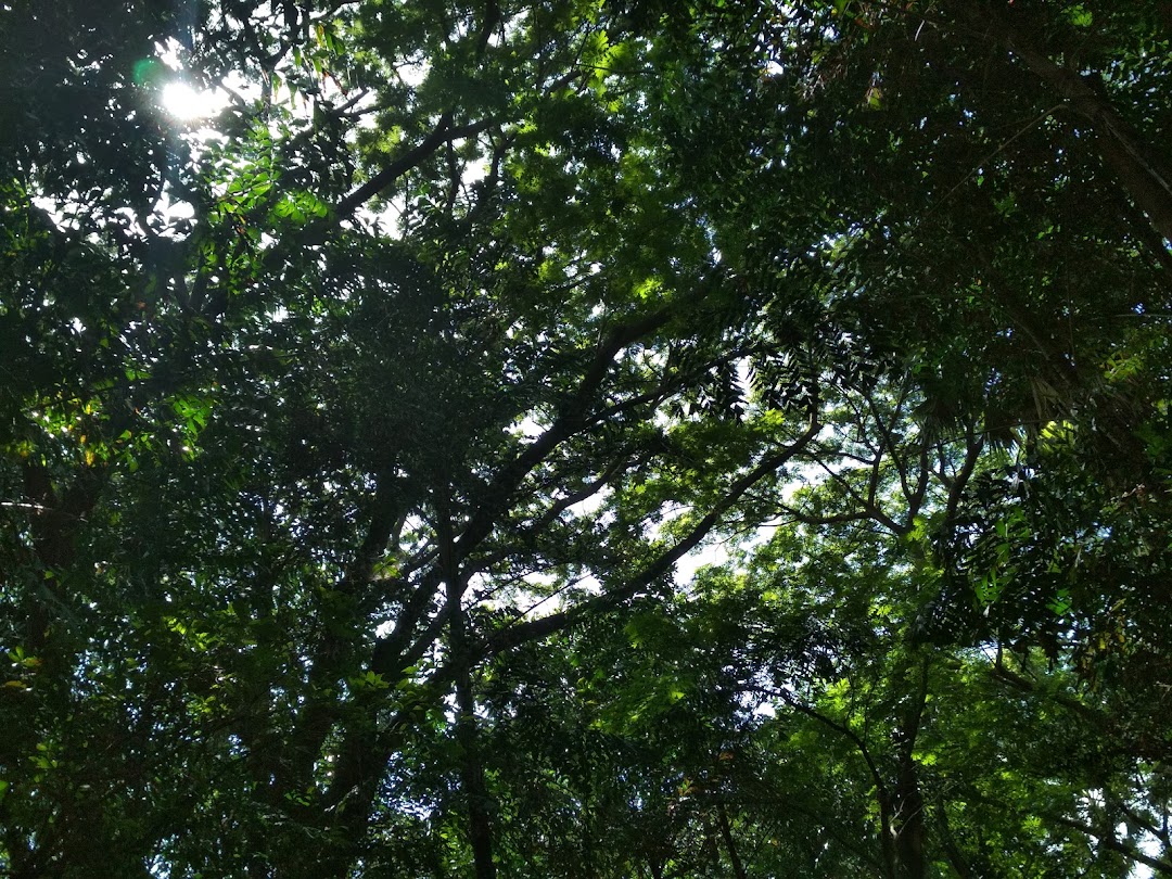 ഊട്ടി ശ്രീ കേരള വർമ്മ കോളേജ്