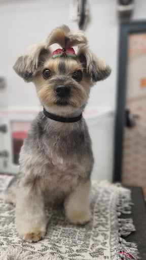 Peluquería Canina Zaunk en Berriozar, Navarra