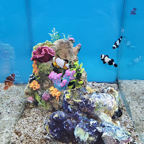 Petco - Photo 7 - Car repair in Ewa, HI, Honolulu