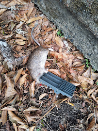 Modern Pest Control - Photo 7 - Car repair in Montville Township, NJ, Newark