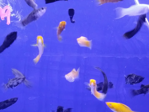 Pet Store «Pet World», reviews and photos, 891 Harriman Pl, San Bernardino, CA 92408, USA