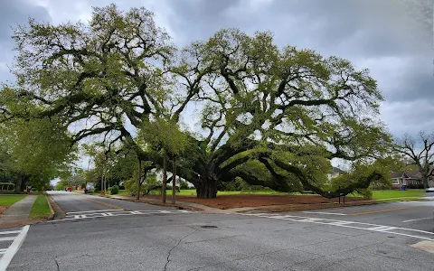 The Big Oak image