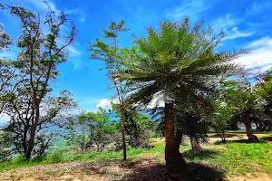 ป่าปรงพันปี Chaiyaphum Cycad Forest image