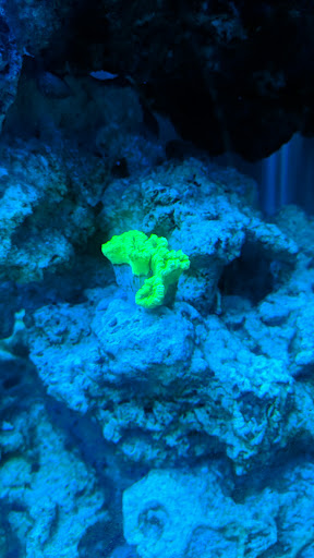 Tropical Fish Store «Fishy Business», reviews and photos, 911 E Church St, Lexington, TN 38351, USA