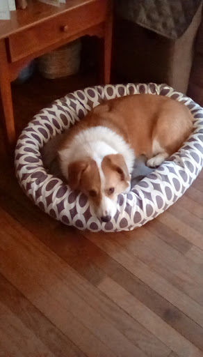 Pet Supply Store «Croton Pet Station», reviews and photos, 420 S Riverside Ave, Croton-On-Hudson, NY 10520, USA