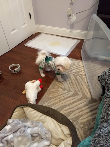 Pet Supply Store «PetKraze», reviews and photos, 100 Independent Way, Brewster, NY 10509, USA