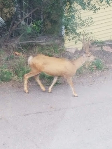 Museum «Miramont Castle Museum», reviews and photos, 9 Capitol Hill Ave, Manitou Springs, CO 80829, USA