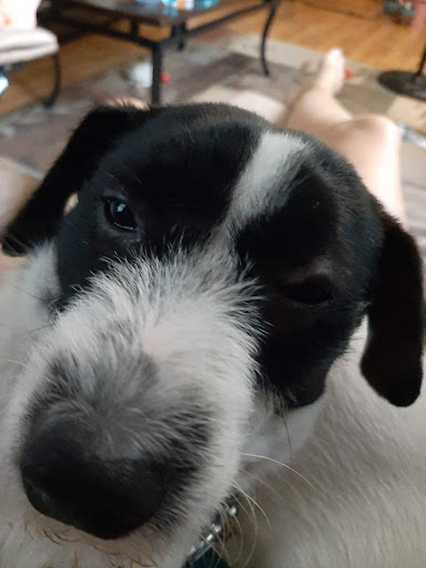 Pet Supply Store «Pet Food Warehouse, Ltd.», reviews and photos, 2455 Shelburne Rd, Shelburne, VT 05482, USA