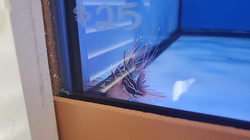 Tropical Fish Store «Nemo Aquarium», reviews and photos, 1560 Indian Trail Rd #106, Norcross, GA 30093, USA