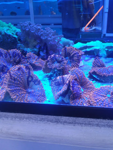 Pet Store «The Aquarium & Fish Store», reviews and photos, 710 W Lumsden Rd, Brandon, FL 33511, USA