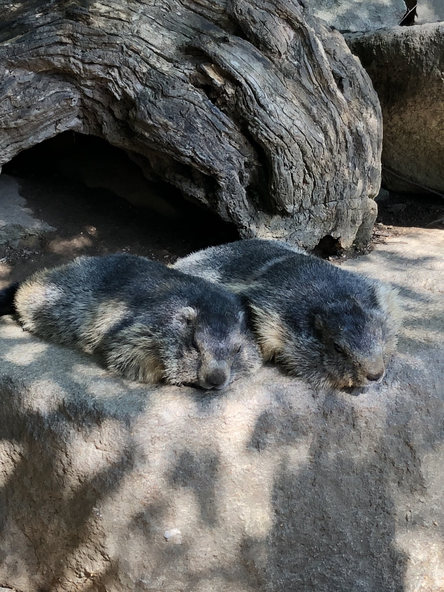 Photo n° 2 de l'avis de MARJULLO.u fait le 16/07/2018 à 08:49