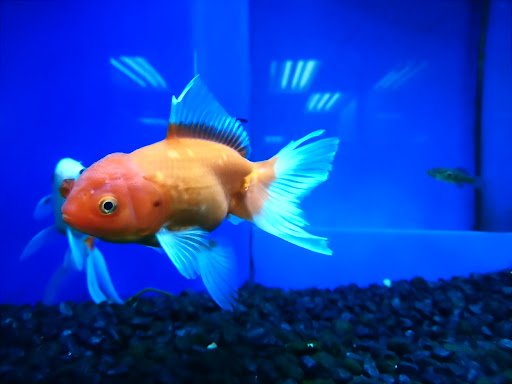 Pet Supply Store «Choice Pet - Danbury», reviews and photos, 67 Newtown Rd, Danbury, CT 06810, USA