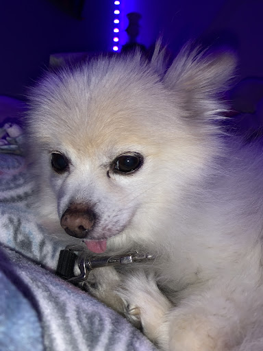 Movie Theater «Regal Cinemas Brandywine Town Center 16», reviews and photos, 3300 Brandywine Pkwy, Wilmington, DE 19803, USA