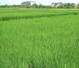 Warung Ibu Alit, Lawar Kuwir, Betutu, Nasi Campur photo