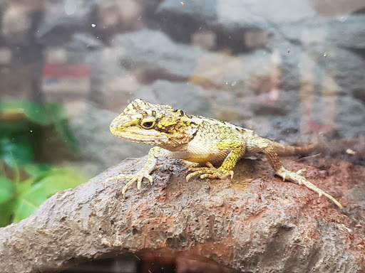 Pet Supply Store «Petco Animal Supplies», reviews and photos, 5601 Brodie Ln, Sunset Valley, TX 78745, USA