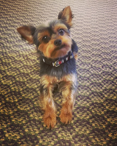 Pet Groomer «Bubbly Paws Dog Wash & Grooming», reviews and photos, 949 Grand Ave, St Paul, MN 55105, USA