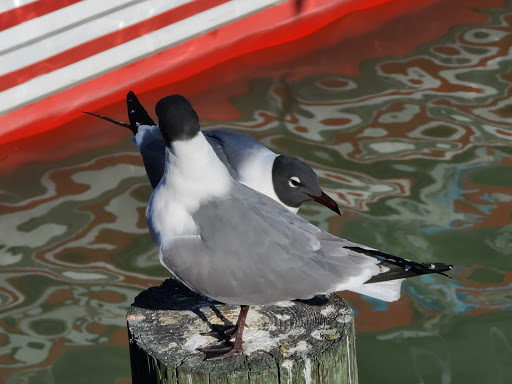 Tourist Attraction «The Pirate Ship Royal Conquest», reviews and photos, 140 Boardwalk Pl E, Madeira Beach, FL 33708, USA