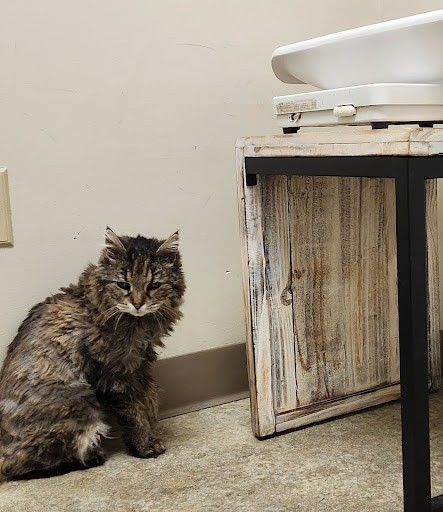 Just Cats Veterinary Clinic