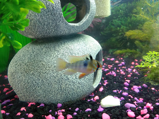 Tropical Fish Store «Belpre Aquarium & Pet Shop», reviews and photos, 1806 Washington Blvd, Belpre, OH 45714, USA