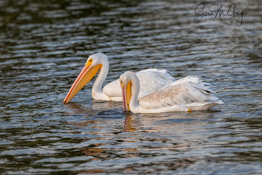 Park «Greer Park», reviews and photos, 6900 W McFadden Ave, Huntington Beach, CA 92647, USA