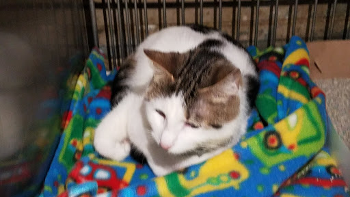 Carson Animal Shelter image