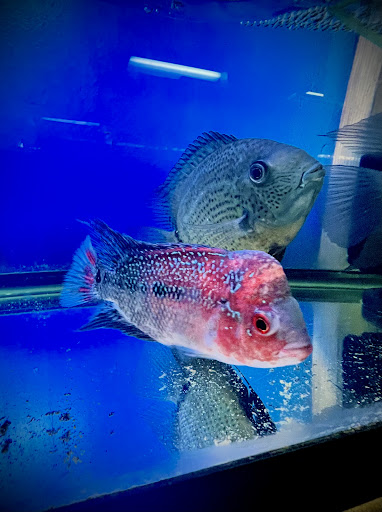 Tropical Fish Store «Westside Aquarium & Pets», reviews and photos, 3402 S Dale Mabry Hwy, Tampa, FL 33629, USA