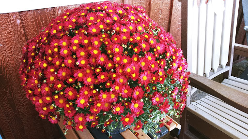 Grocery Store «Dutch Discount Market», reviews and photos, 3498 IN-56, Hanover, IN 47243, USA