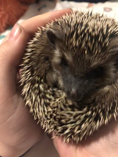 Pet Store «Wildside Pets», reviews and photos, 1042 N Higley Rd #105, Mesa, AZ 85205, USA