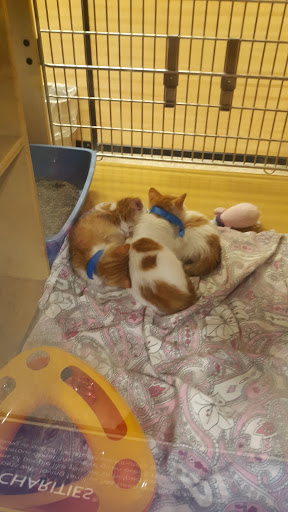 Pet Supply Store «PetSmart», reviews and photos, 7177 SE 29th St, Midwest City, OK 73110, USA