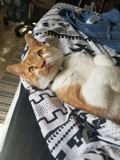 Pet Supply Store «PetSmart», reviews and photos, 3010 Brandywine Pkwy, Wilmington, DE 19803, USA