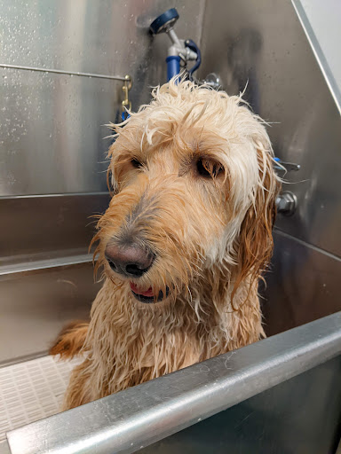 Pet Supply Store «Patton Avenue Pet Company- South», reviews and photos, 582 Hendersonville Rd #3, Asheville, NC 28803, USA