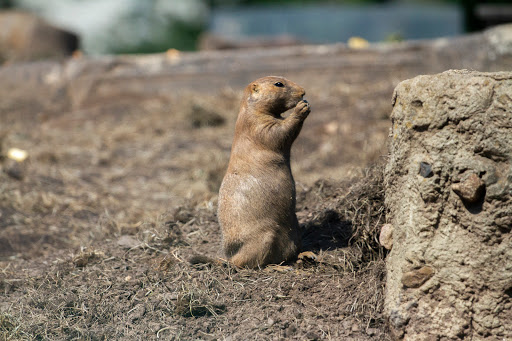Zoo «Turtle Back Zoo», reviews and photos, 560 Northfield Ave, West Orange, NJ 07052, USA
