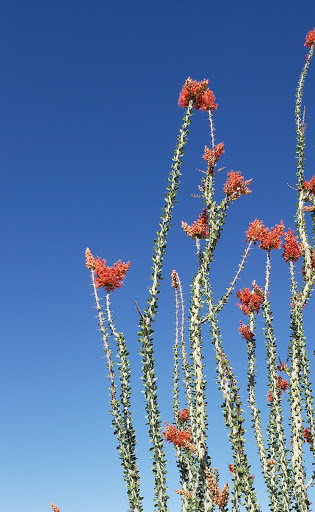 Park «W. Wayne Bunker Family Park», reviews and photos, 7351 W Alexander Rd, Las Vegas, NV 89129, USA